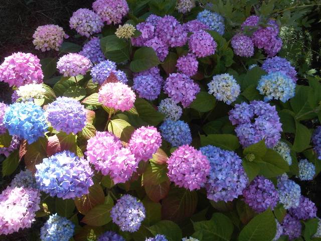 hydrangeas
