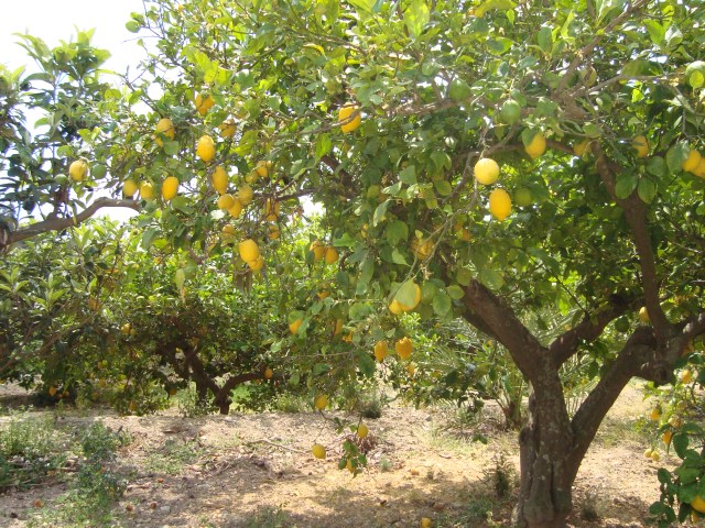 lemons in their natural habitat