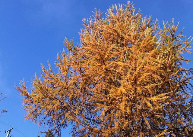 Fall larch