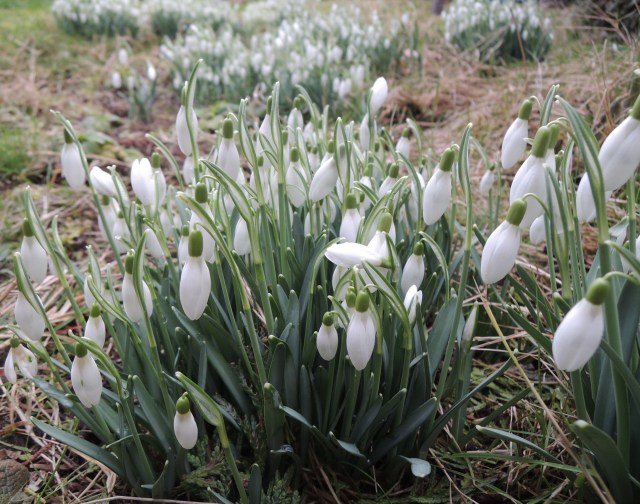 A close-up view of snowdrops
