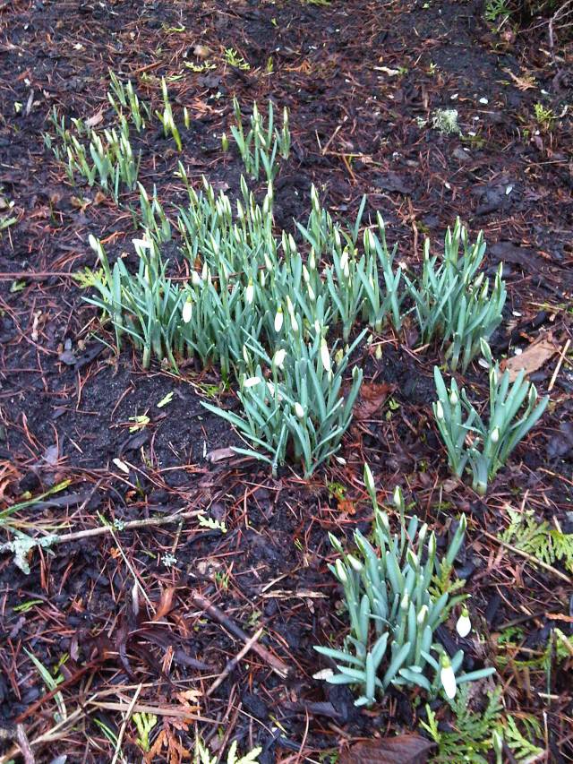 Little cluster of flowers...snowdrops? 