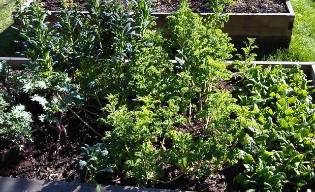Red Russian, black and blue curly kale, tyee and space spinach