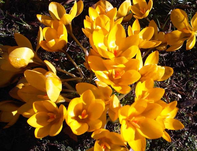 Chicks - March 3, 2013