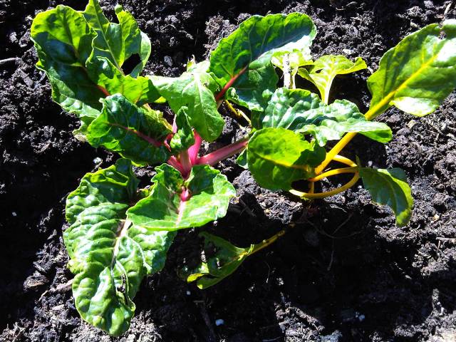 This chard did poorly all last year, but started to grow again. I have high hopes...