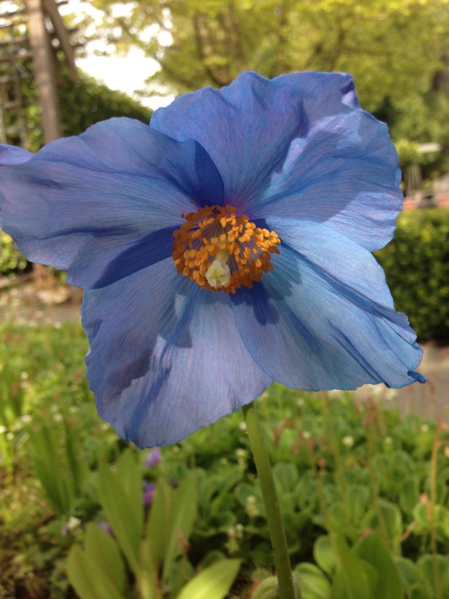 Himalayan Blue Poppy, Photo from Mrs. B. 