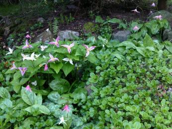 out of focus triliums