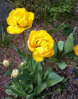 Yellow tulips planted by me. 