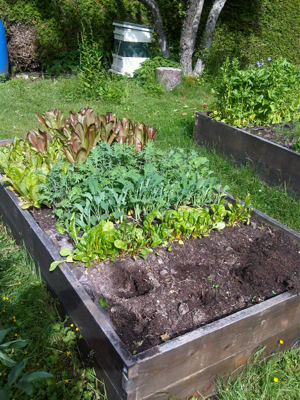 AFTER: the baby swiss chard, kale and overwintered lettuce are all happy to see the sun!
