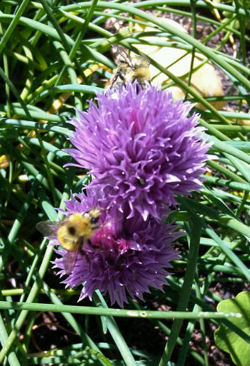 bees on clove flower