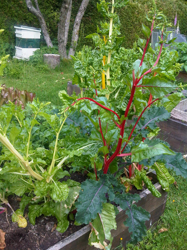 BEFORE: Swiss Chard and kale, getting totally out of control