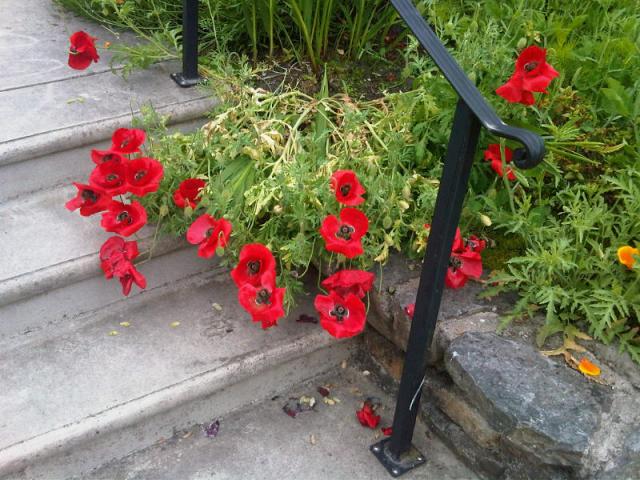 Falling over poppies