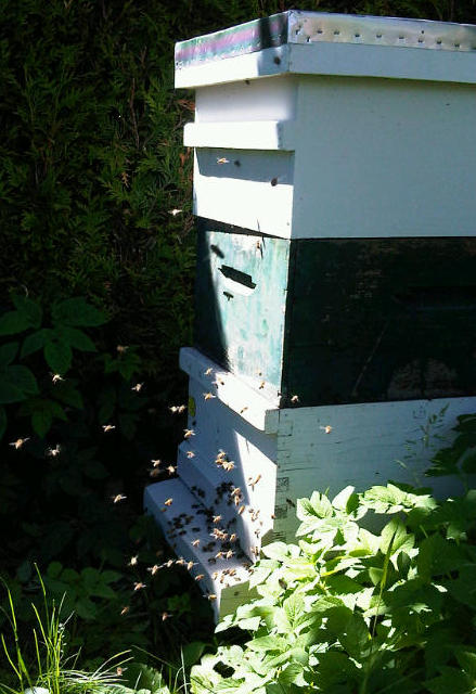 hive and bees