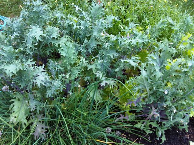 AFTER harvesting a huge bag of kale. The kale is shading out the chives, lettuce and arugula.