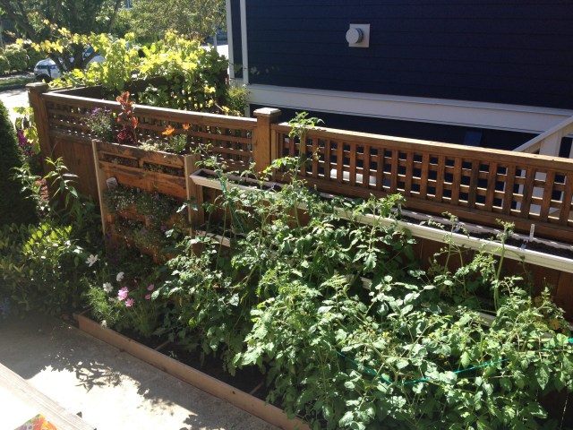 View of Megan's green wall from her kitchen door. There is a pallet garden to the far left, tomato plants and a gutter garden near the top of the fence. 