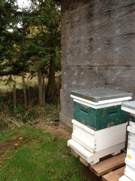 Hive 32 in it's winter home.