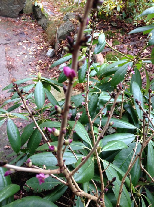 Daphne blooming already. Out of focus!