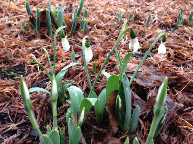First snowdrops appearing under the Japanese Maple