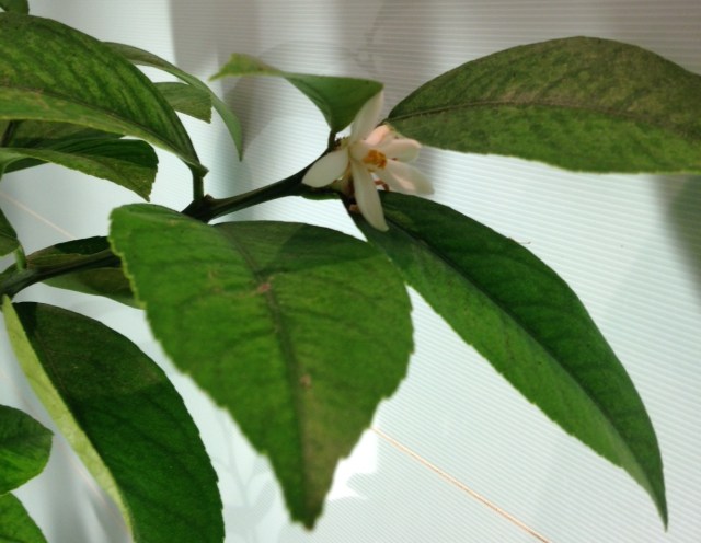 Lemon flower