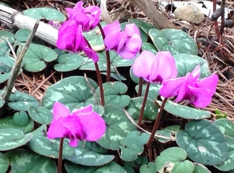 Mini cyclamen