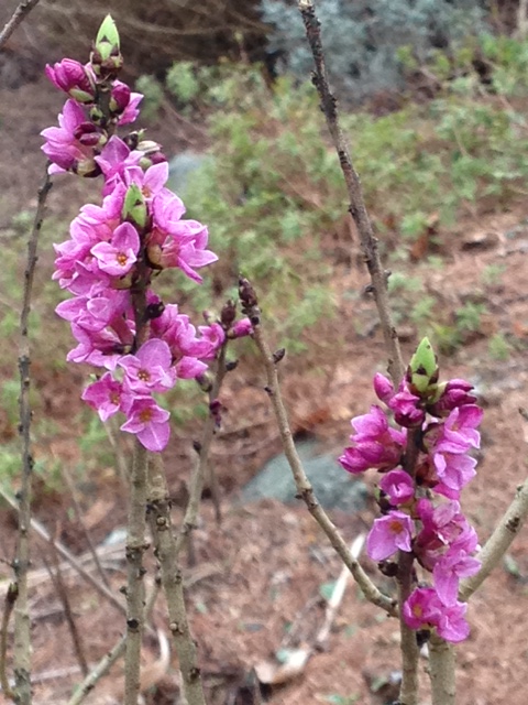 Daphne: very fragrant