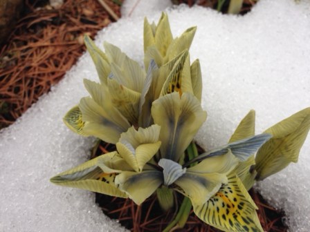 Although these iris don't photograph well against the snow, they have naturalized and are starting to spread in clumps.