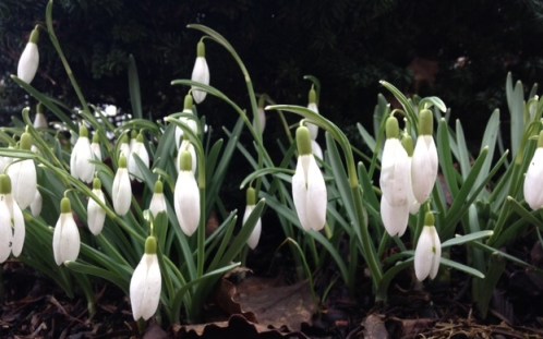 Snowdrops