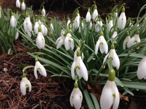 I can't get enough of the snow drops