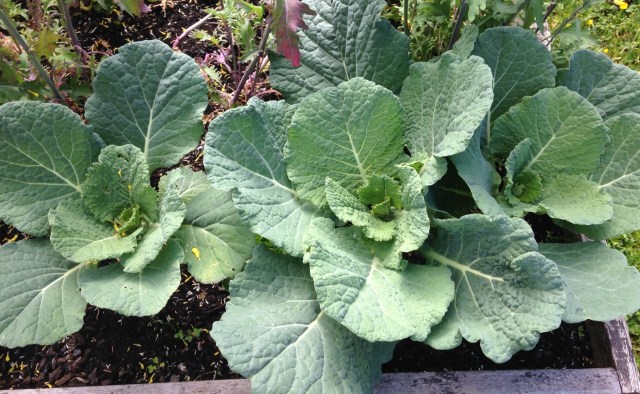 Savoy cabbage
