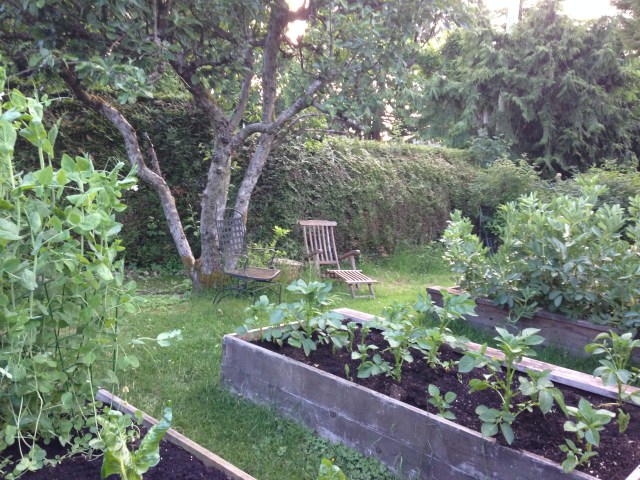 01evening garden
