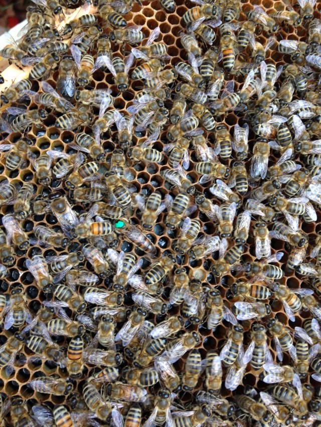 New queen of hive 82: marked with a green dot