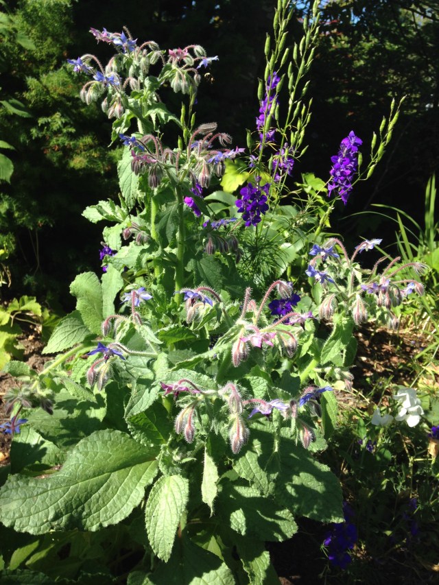 borage plant