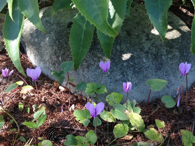 baby cyclamen