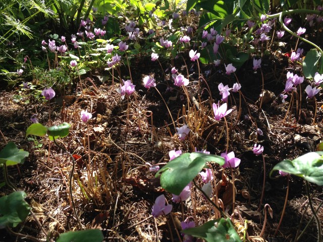 fall cyclamen