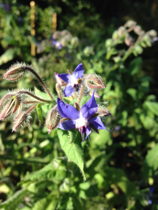Borage - still blooming despite frost