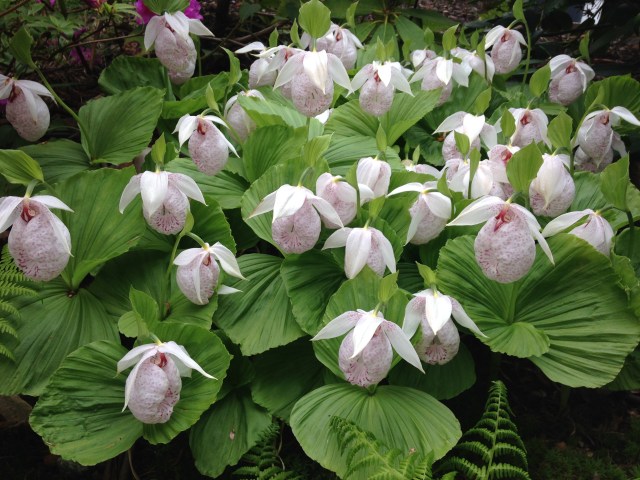 Lady Slipper