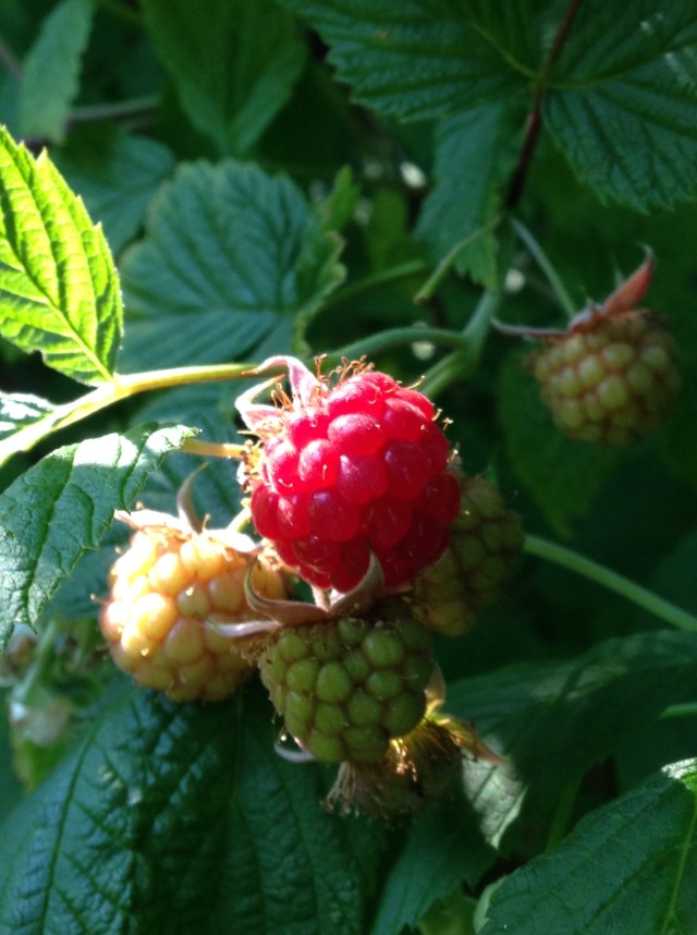 First raspberries