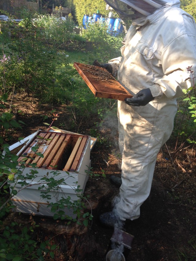 Art checking one of the frames. Very few bees.....
