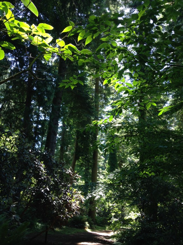 Tree canopy at the UBC Botanical Garden