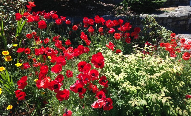 front yard poppies