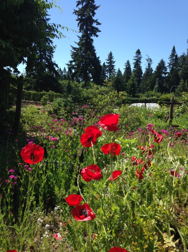 poppies ubc