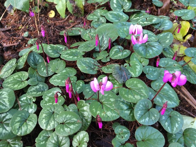 cyclamen